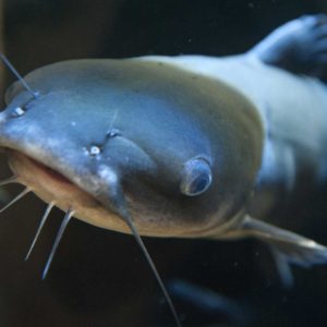 catfish-gettyimages-663750917-1675709848280326