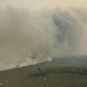 wildfire-647bfecf56d00812635