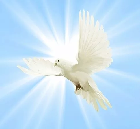 dove-jpg-56