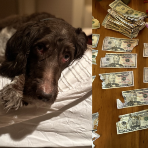 cecil-the-dog-and-money-659623ac8c556342383