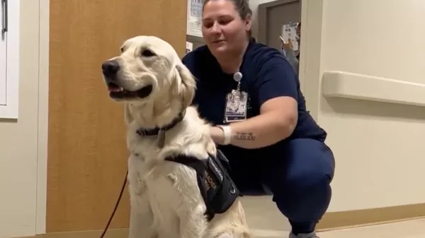 dog-683d039b373d1842725