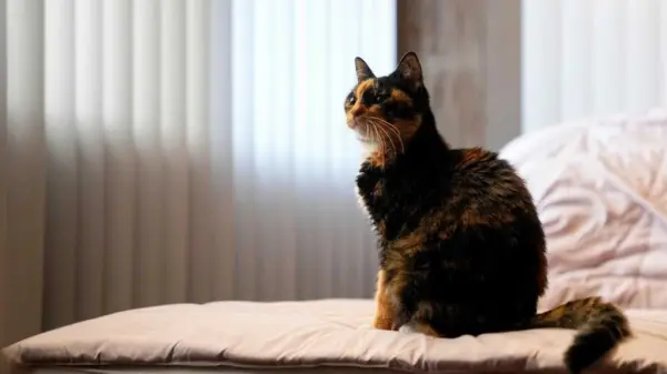 ap269111cc57a55f254576