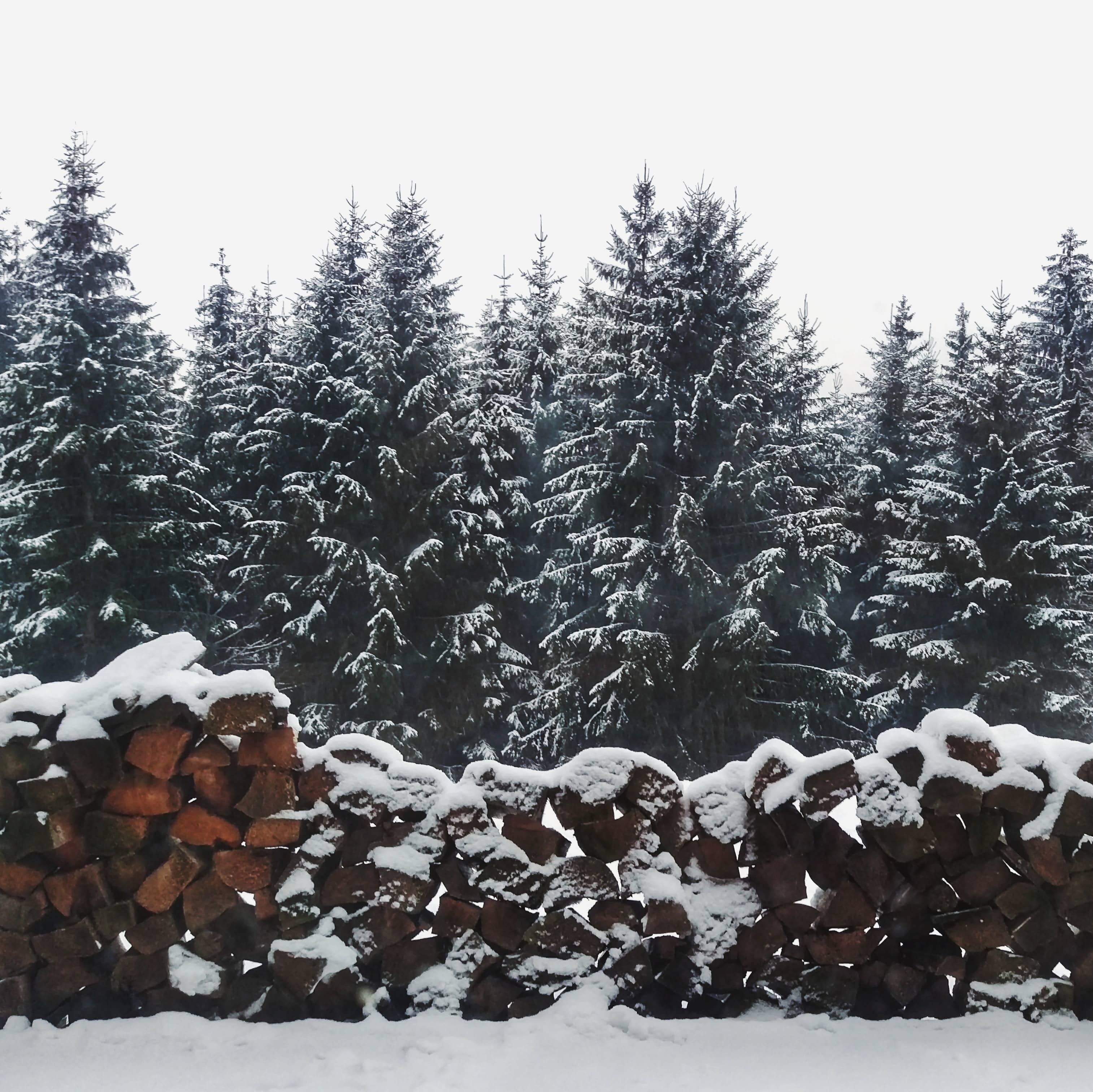 Have A Safe And Jolly Christmas Tree Experience In 2020 KBMWNews