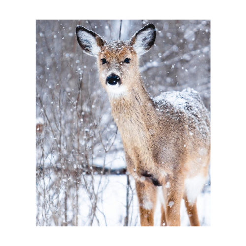 deer-3