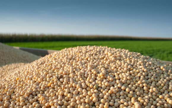 soybeans-2-jpg