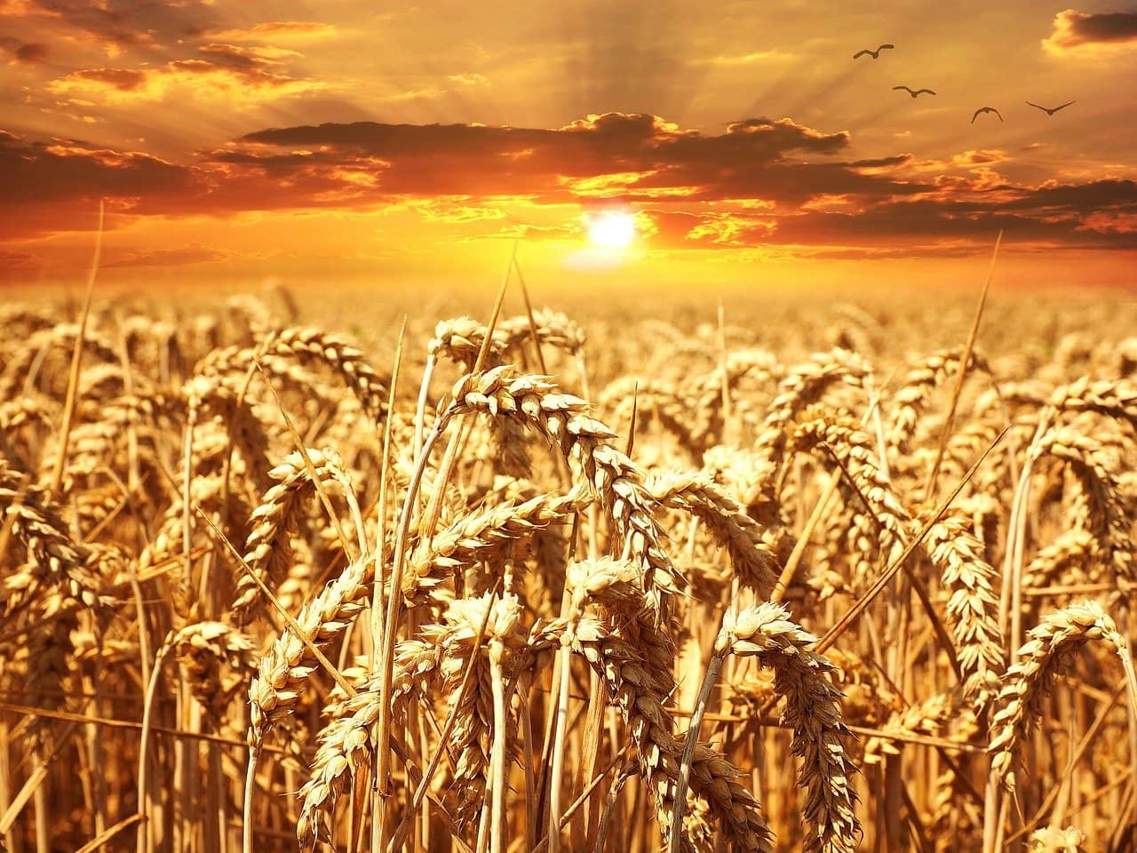 wheat-640960_1280-jpg