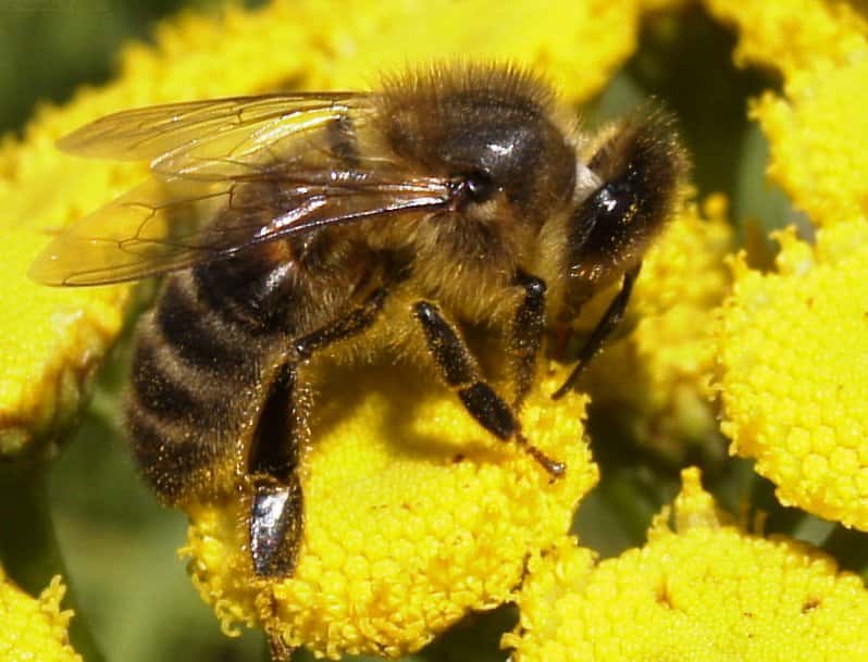 honeybee-jpg-2