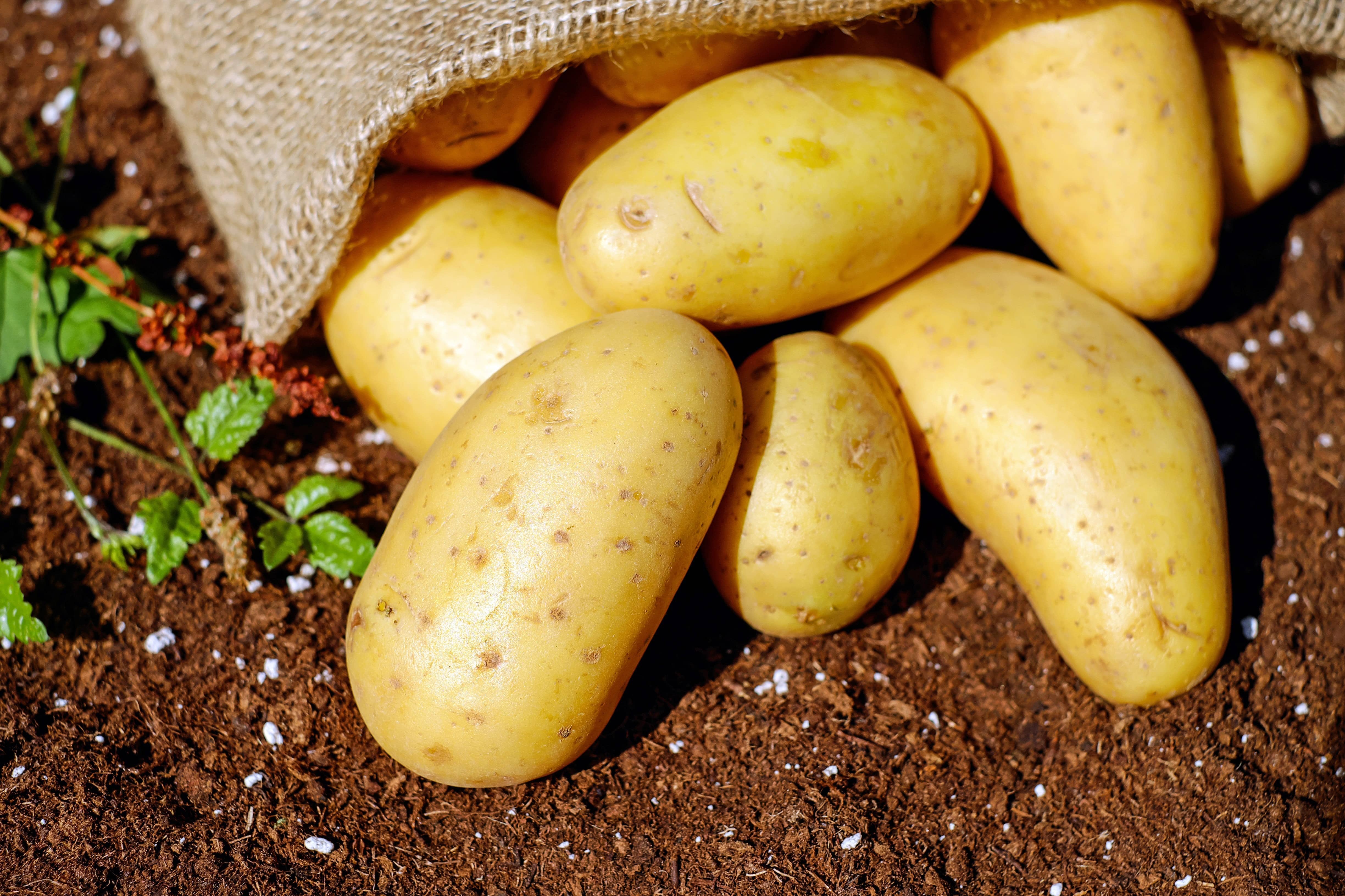 Farmers Receive 1518 of Retail Price for Fresh Potatoes KBMWNews