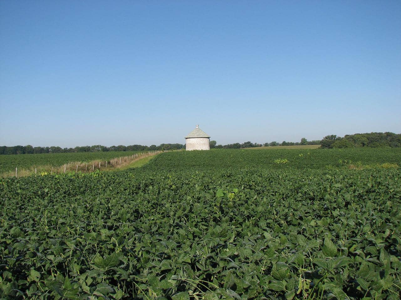 Soybean Iron Chlorosis Ratings Available KBMWNews