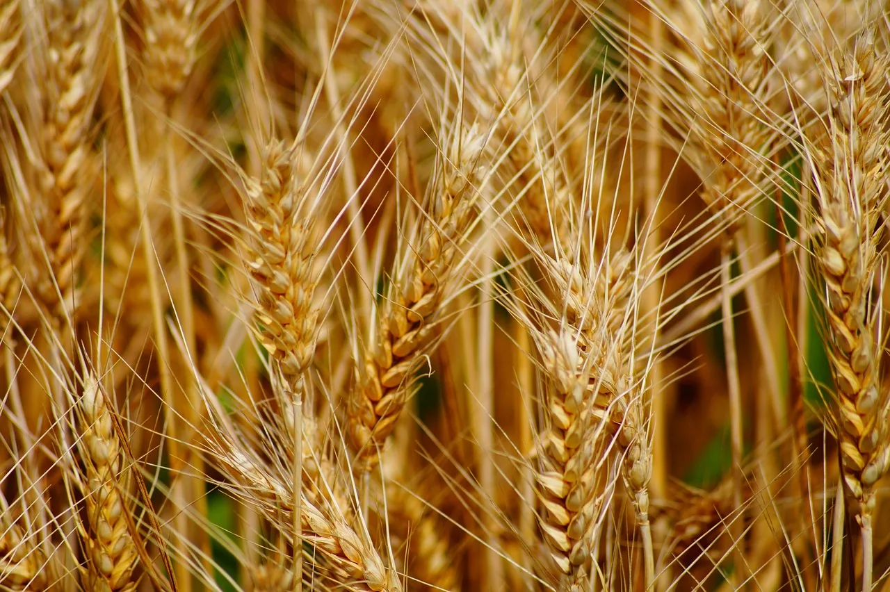 wheat-g8a6e18f69_1280-jpg