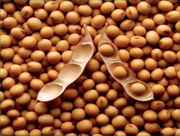 soybeans-3-jpg-4