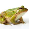 frog-isolated-on-white-background