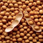 soybeans-3-jpg-5