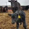 cattle-ndsu-jpg