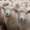 sheep-jpg-5