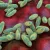 Case of human ‘bubonic’ plague confirmed by Colorado health officials