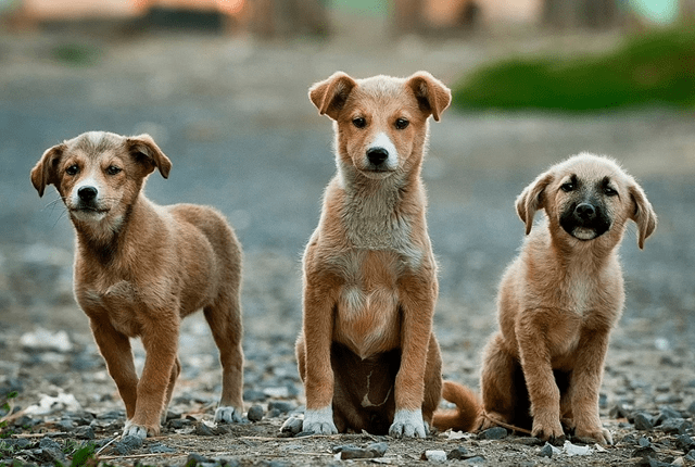 dogs-png