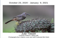 julie-tidwell-bird-nerdrere-png-2