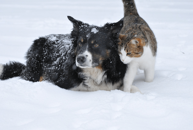 petssnow-png
