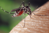 mosquito-png