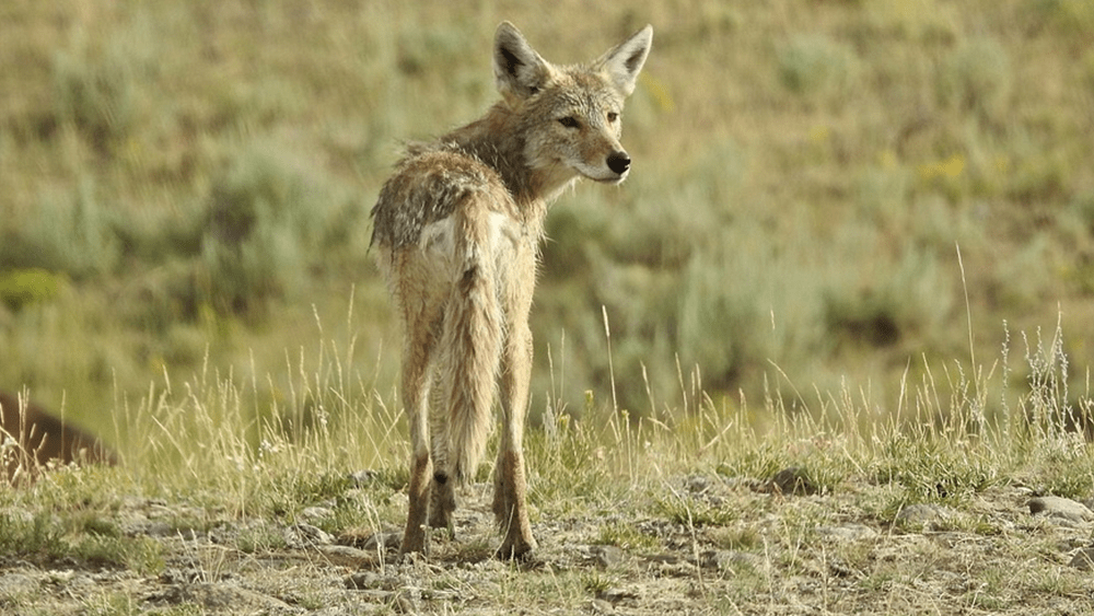 coyotes-png