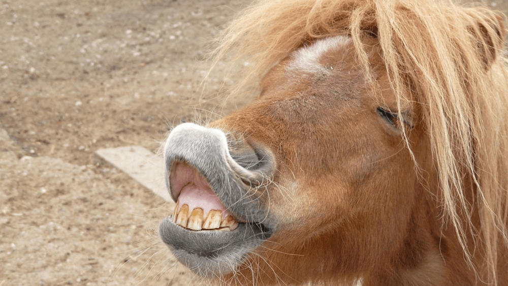 pony-courtesy-pixabay