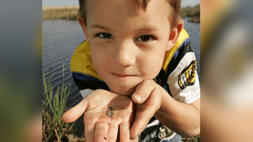 boyfish_courtesy-pixabay-png