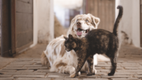 cat-and-dog-feat-courtesy-pixabay-png