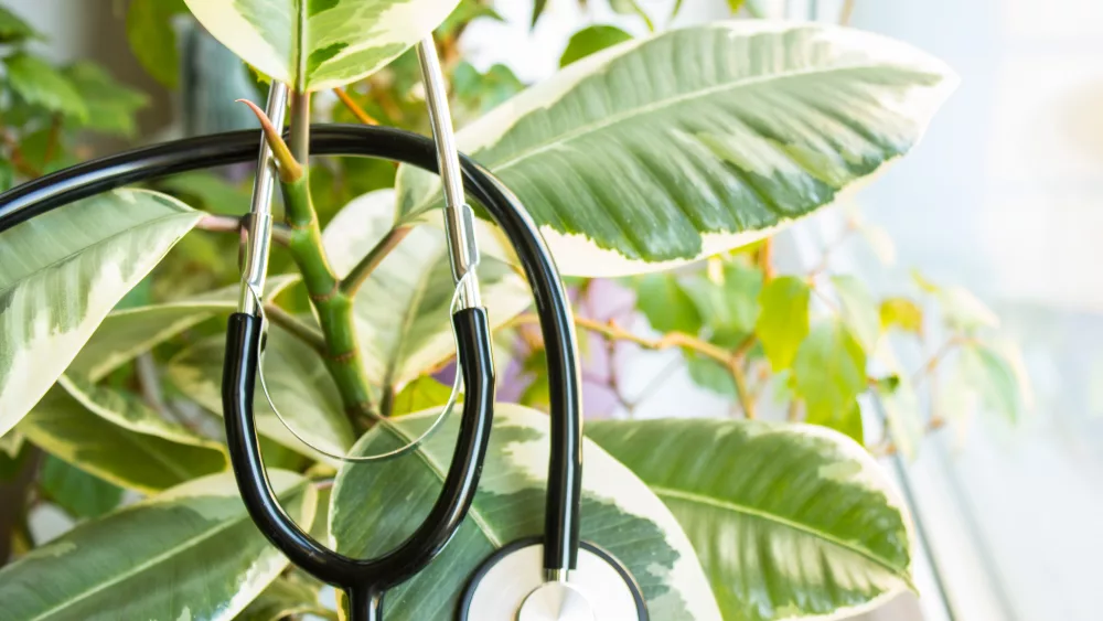 ficus-on-the-windowsill-close-up-with-a-stethoscope