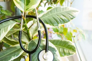 ficus-on-the-windowsill-close-up-with-a-stethoscope