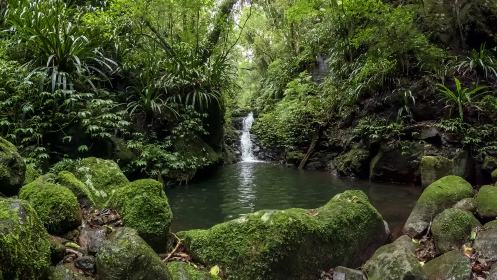 iconic-waterfall-surrounded-by-lush-green-ancient-forest-in-queenslanda%c2%80%c2%99s-gondwana-rainforests-lamington-national-park-australia