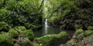 iconic-waterfall-surrounded-by-lush-green-ancient-forest-in-queenslanda%c2%80%c2%99s-gondwana-rainforests-lamington-national-park-australia