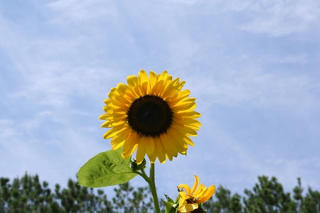 A Mt. Carmel Family With Long History With Cancer Plans Sunflower Fundraiser For Aug. 1 - Vimarsana News