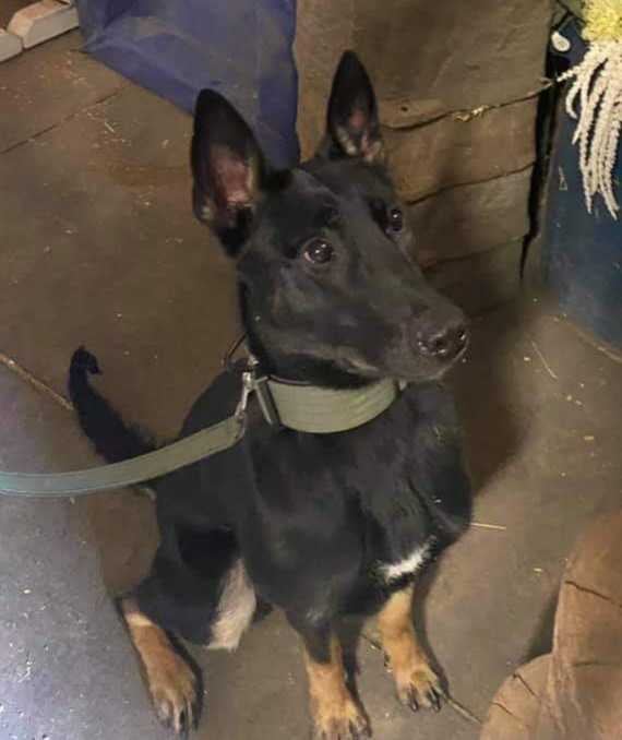 Calhoun County Sheriff's Office's K-9 Dies Unexpectedly Friday Due To Medical Issues | CBC Online - Vimarsana News