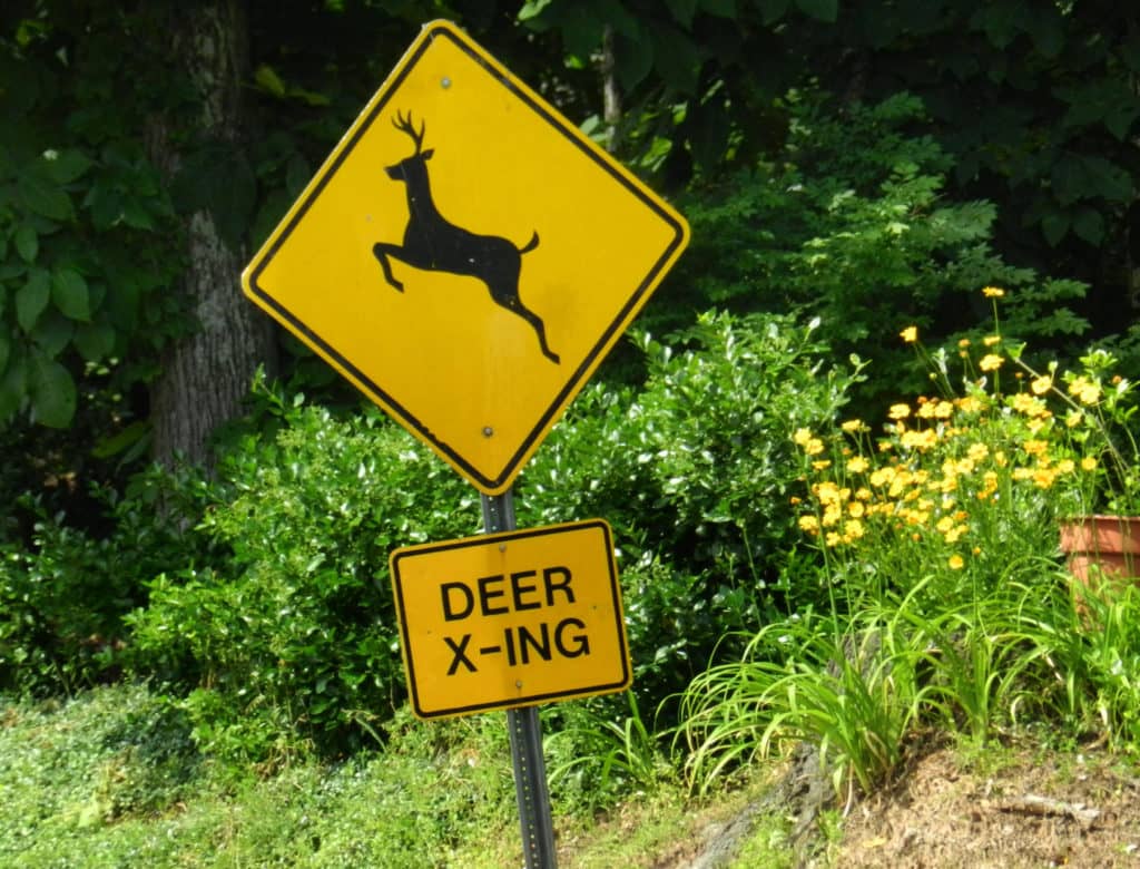 Guthrie County Authorities Remind Motorists To Be Vigilant As They Respond To Another Vehicle/Deer Accident - Vimarsana News