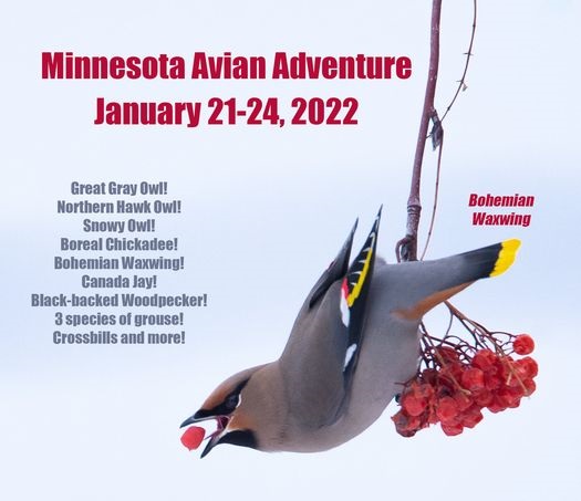 Carroll County Conservation Puts Minnesota Avian Adventure Back On The Schedule After 2021 Hiatus - Vimarsana News