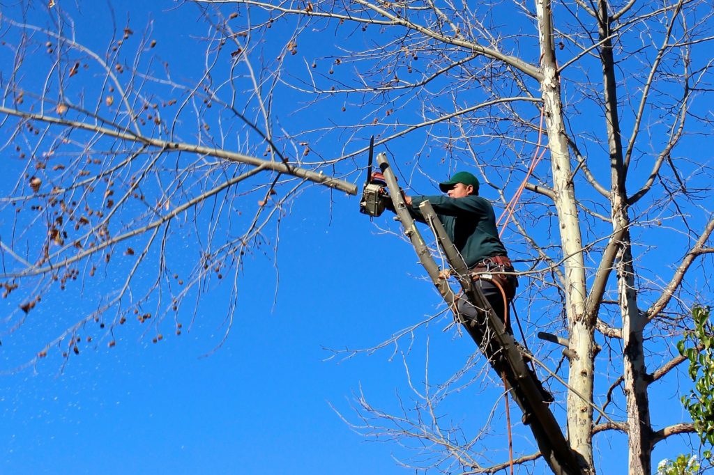 Iowa DNR Urges Homeowners To Exercise Caution As Storm Cleanup Begins Today - Vimarsana News