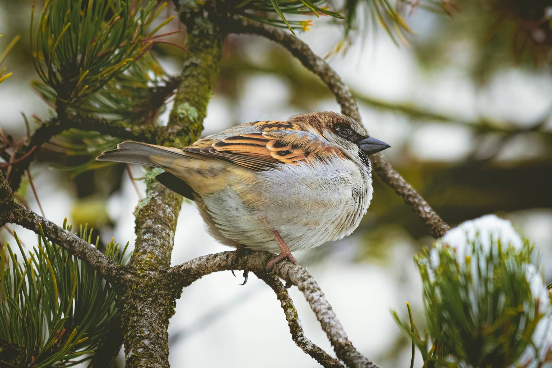 2022 Christmas Bird Count Sac County Conservation Announces Annual Christmas Bird Count Will Be Jan.  2 | Cbc Online - Carroll Broadcasting
