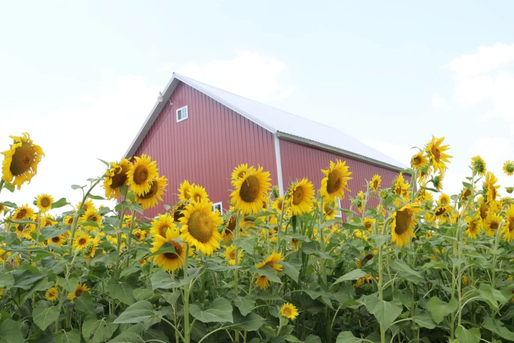 Sunflower Fundraiser Tops $10,000 Raised In 2022 - Vimarsana News