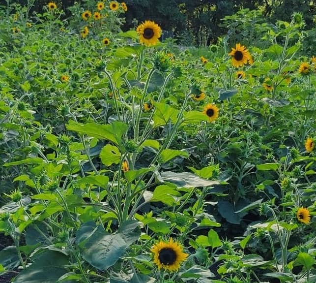 Second Annual Sunflower Fundraiser For St. Anthony Cancer Center Set For July 17 - Vimarsana News