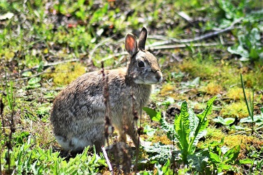 Iowa Dept. Of Ag Confirms Rabbit Hemorrhagic Disease In Story County - Vimarsana News