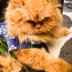 C4D92D80-73CA-4FD4-96D5-34000E77E936