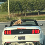 C71FCEC4-CB97-403C-BD73-E4688F0C0F03