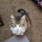 inbound7449628544286985973