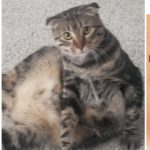 inbound4866699972160215197