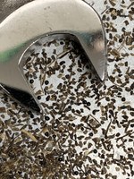 palmer-amaranth-seed-ndsu