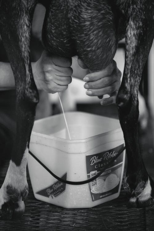 milking-a-cow-5