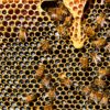 bees