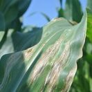 corn-leaf-ndsu