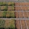 soybean-research-plots-ndsu